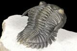 Detailed Hollardops Trilobite - Cobra Pose #125225-4